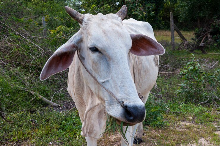 5 Prominent Cow Breeds Found in India